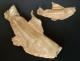 fish_0996_0991.jpg